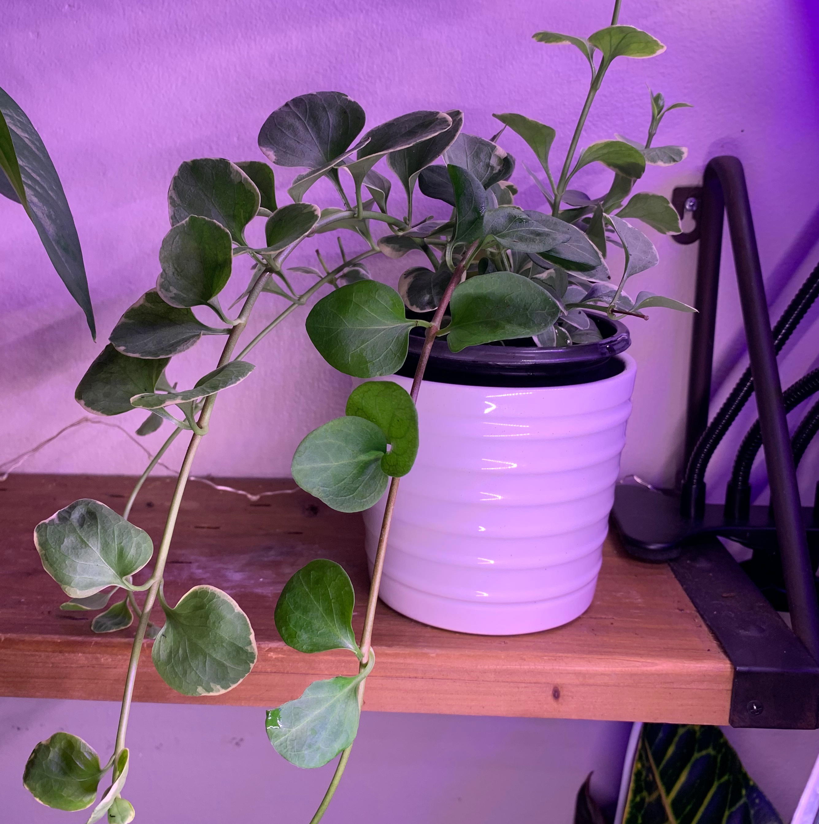 Vinca Vine Variegated plant in a white pot on a wooden shelf, appearing healthy.
