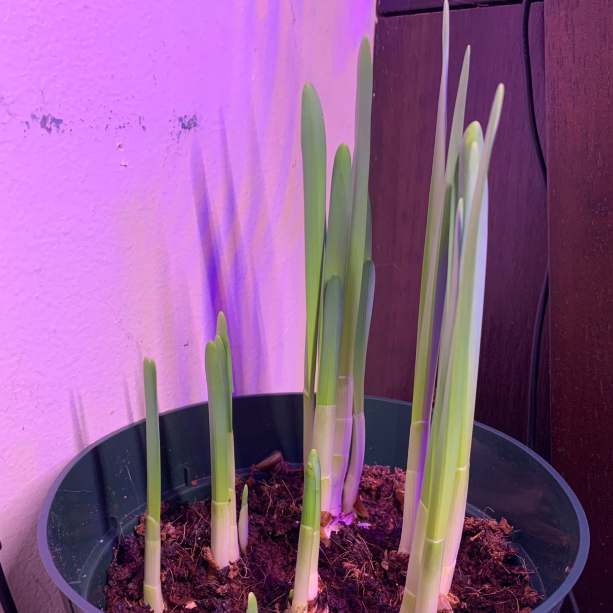 Paper White Narcissus plant with green shoots emerging from the soil under purple lighting.
