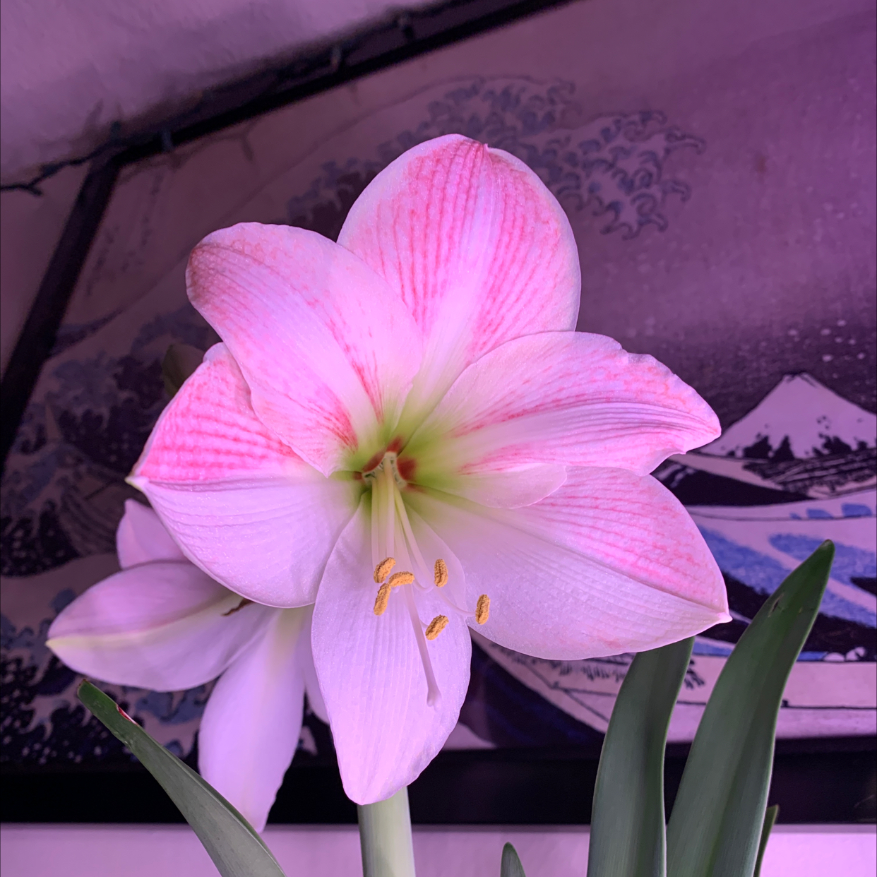 Flowering Striped-Tubed Amaryllis with pink-striped petals and a framed artwork in the background.
