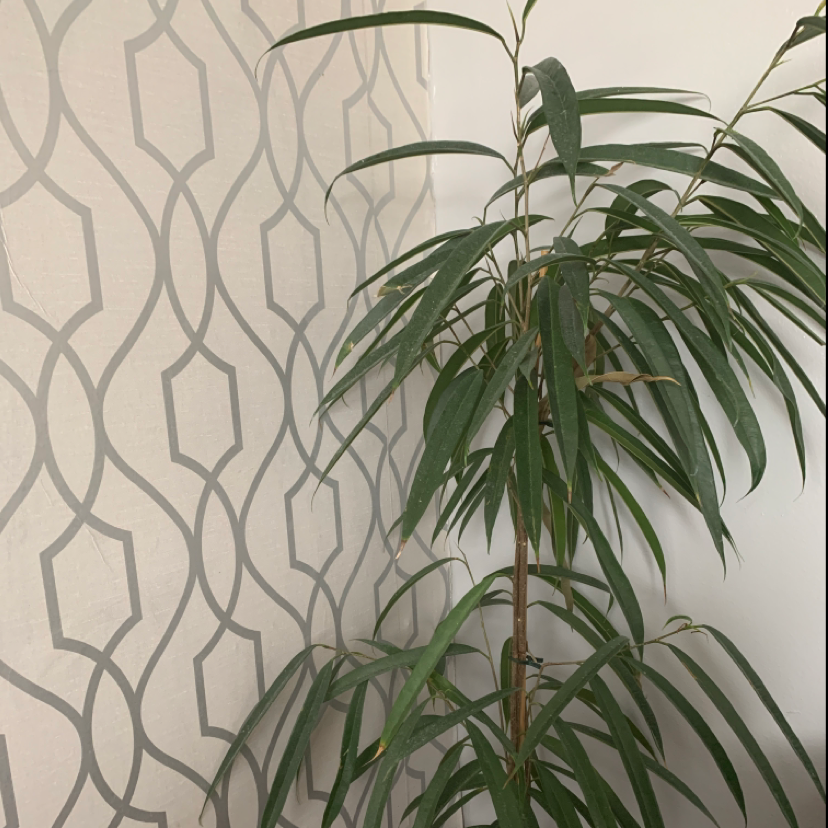 Ficus Alii plant photo by @Neddyb83 named Sabrina on Greg, the plant care app.
