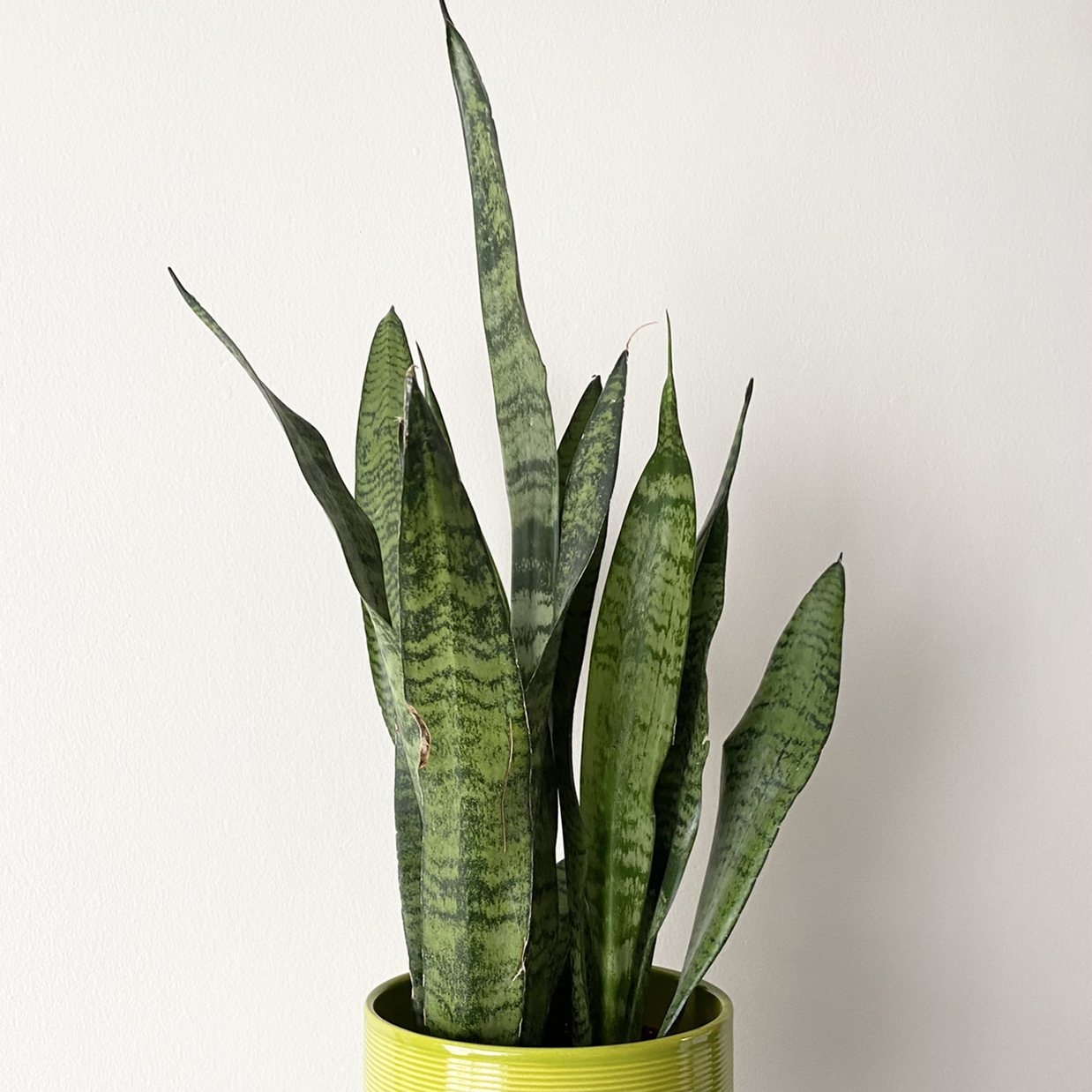 Snake Plant plant photo by @Greg named Nasi Lemak on Greg, the plant care app.