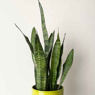 Snake Plant plant in South San Francisco, California