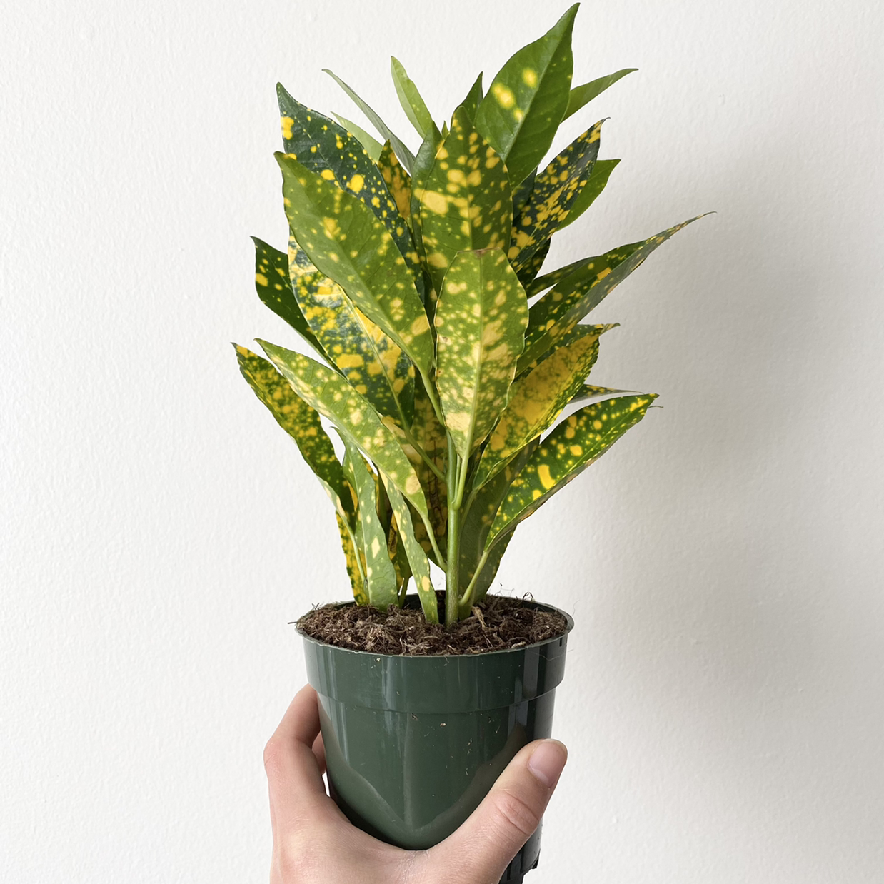 Photo of the plant species Croton 'Petra' by @Greg named 诸葛亮 on Greg, the plant care app