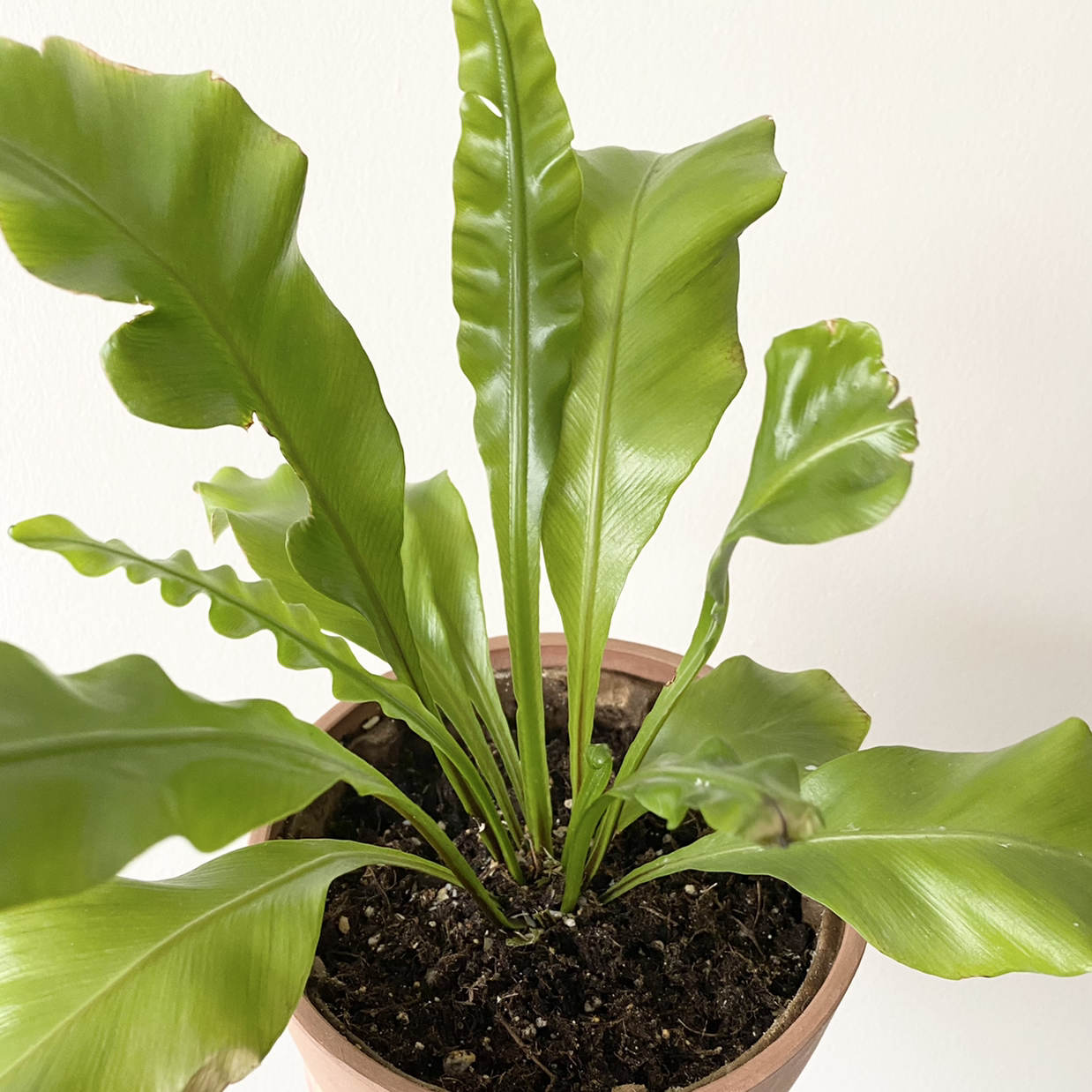 Bird's Nest Fern plant photo by @Greg named Nasi Hujan on Greg, the plant care app.