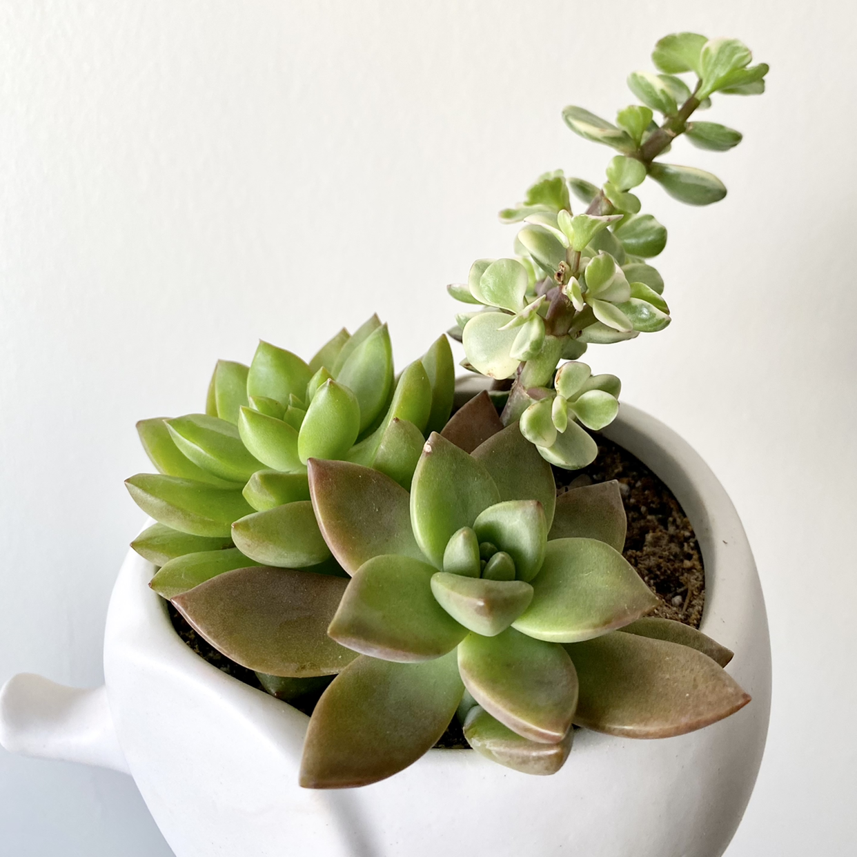 Photo of the plant species Christmas Cactus by @Greg named Your plant on Greg, the plant care app