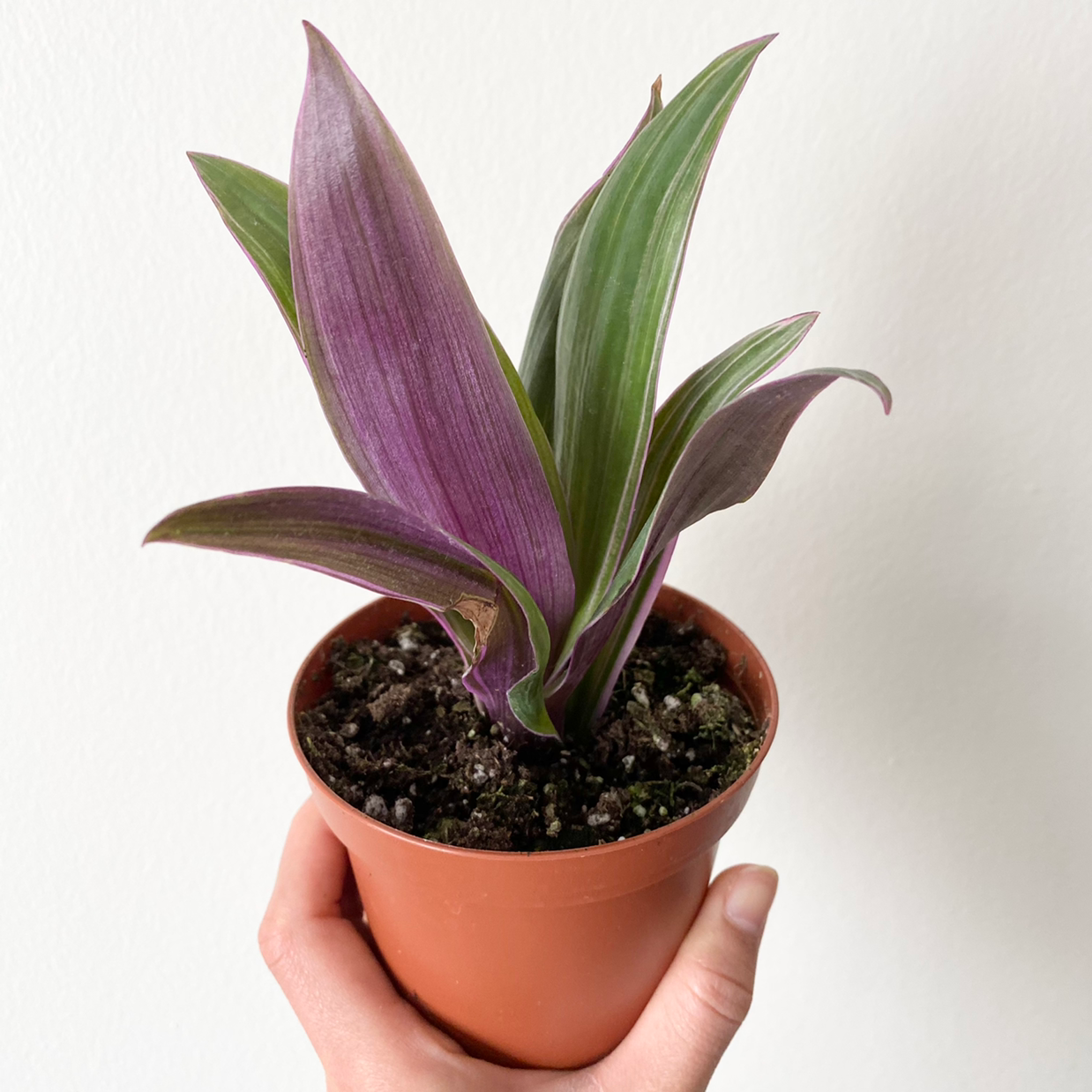 Photo of the plant species Moses-in-the-Cradle by @Greg named 姜维 on Greg, the plant care app