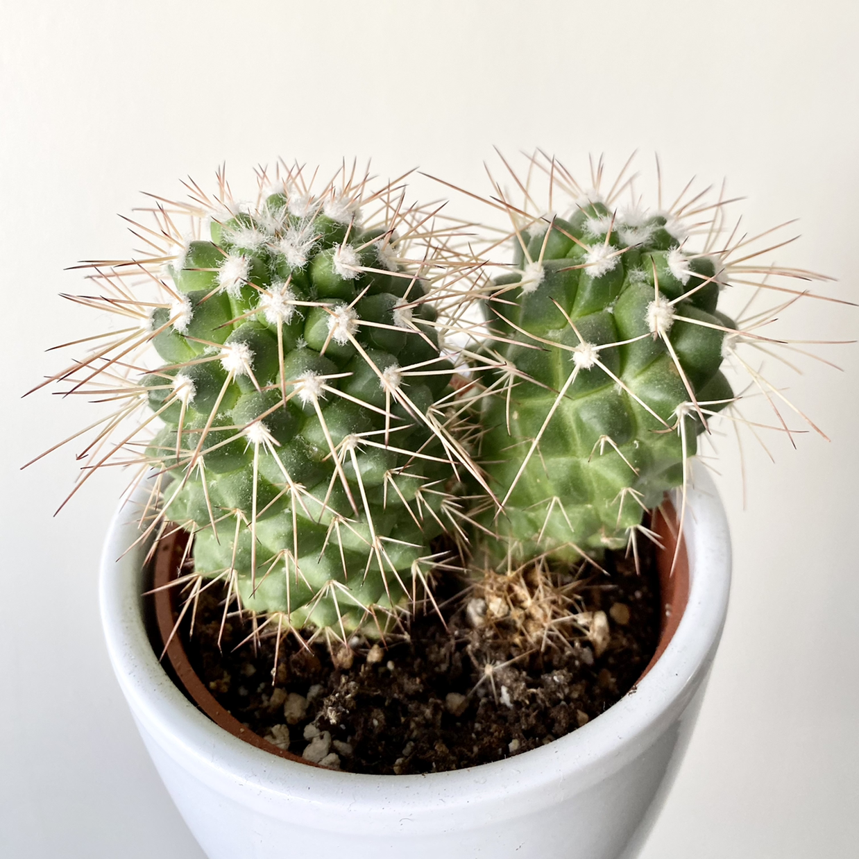 Photo of the plant species Brittle Prickly Pear by @Greg named Ibrahim Lua Ming-Zhi on Greg, the plant care app