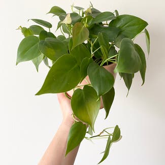 Heartleaf Philodendron plant in South San Francisco, California