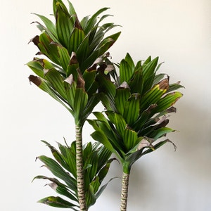 Dracaena 'Janet Craig Compacta' plant photo by @Greg named Rendang Tok on Greg, the plant care app.