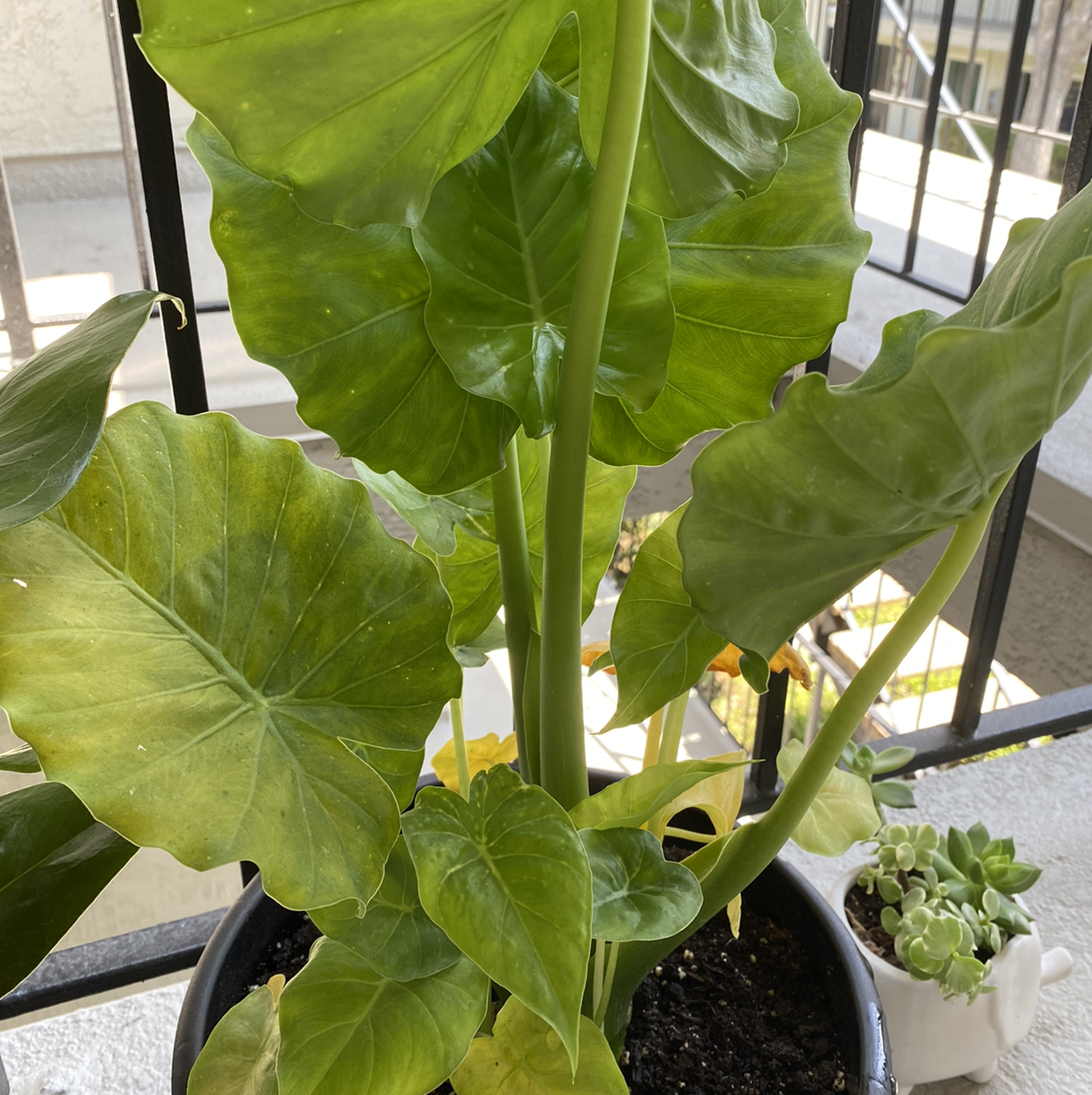 Jewel Alocasia plant with large green leaves, some yellowing, potted with visible soil.