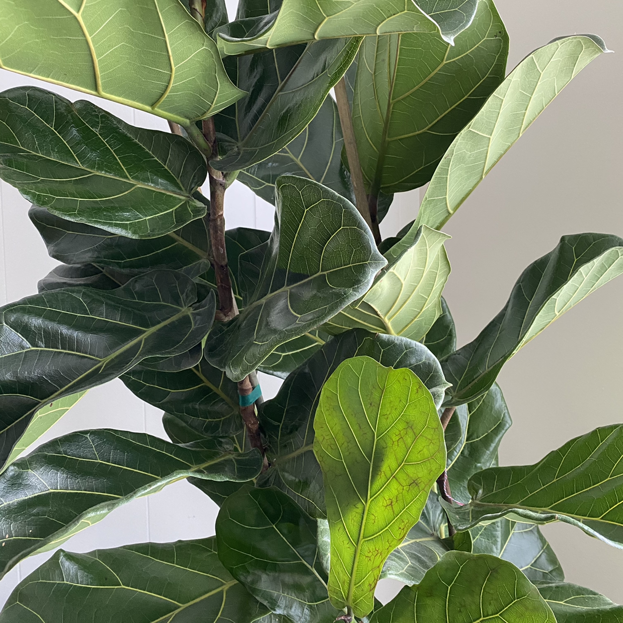 Photo of the plant species Fiddle Leaf Fig by @Greg named Tree Diddy on Greg, the plant care app