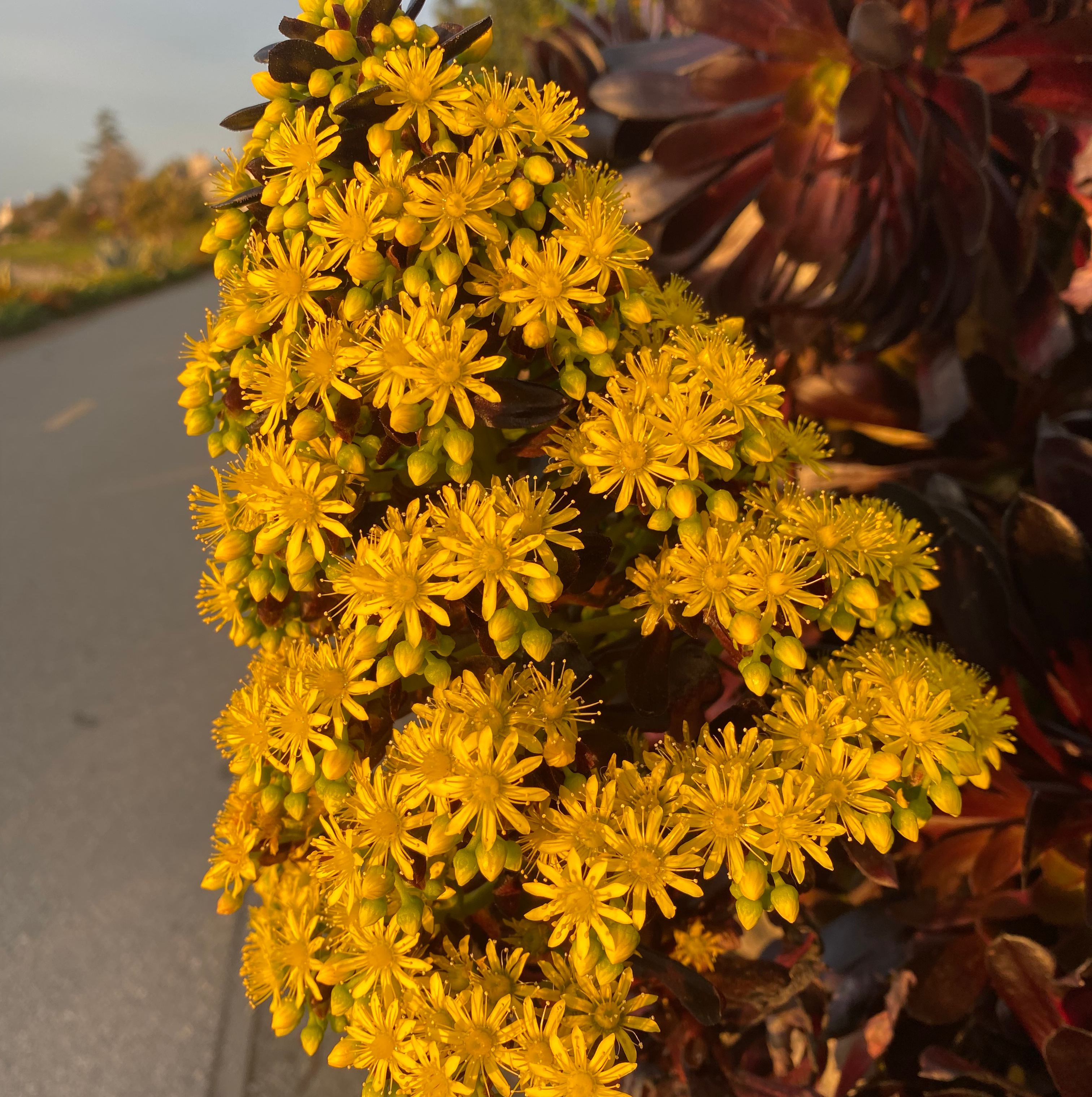 Tree Aeonium with bright yellow flowers in focus.
