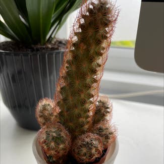 Lady Finger Cactus plant in Windsor, England