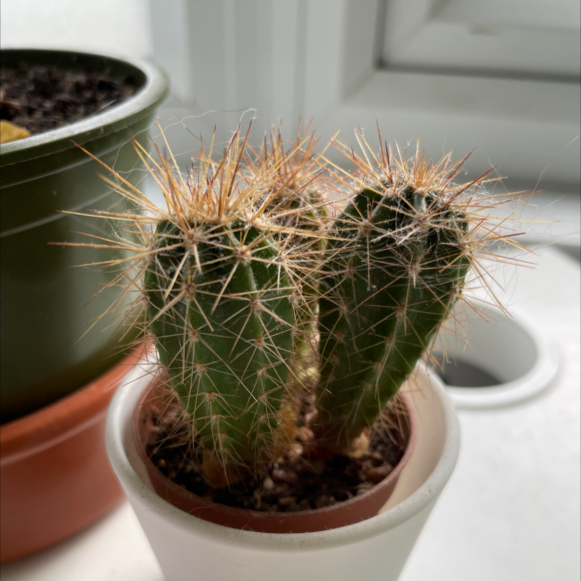 Photo of the plant species Saguaro by @Clubberholic named Chris on Greg, the plant care app