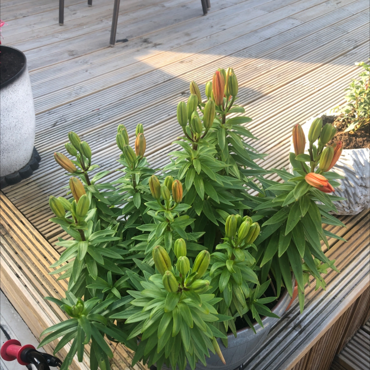 Tiger Lily plant with multiple buds and healthy green leaves in a pot on a wooden deck.