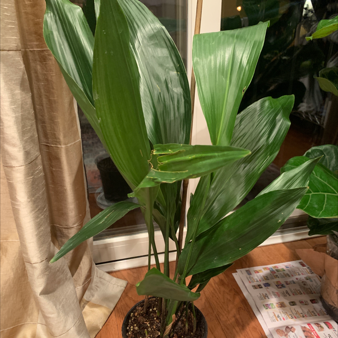 Cast Iron Plant with broad green leaves placed indoors near a window.