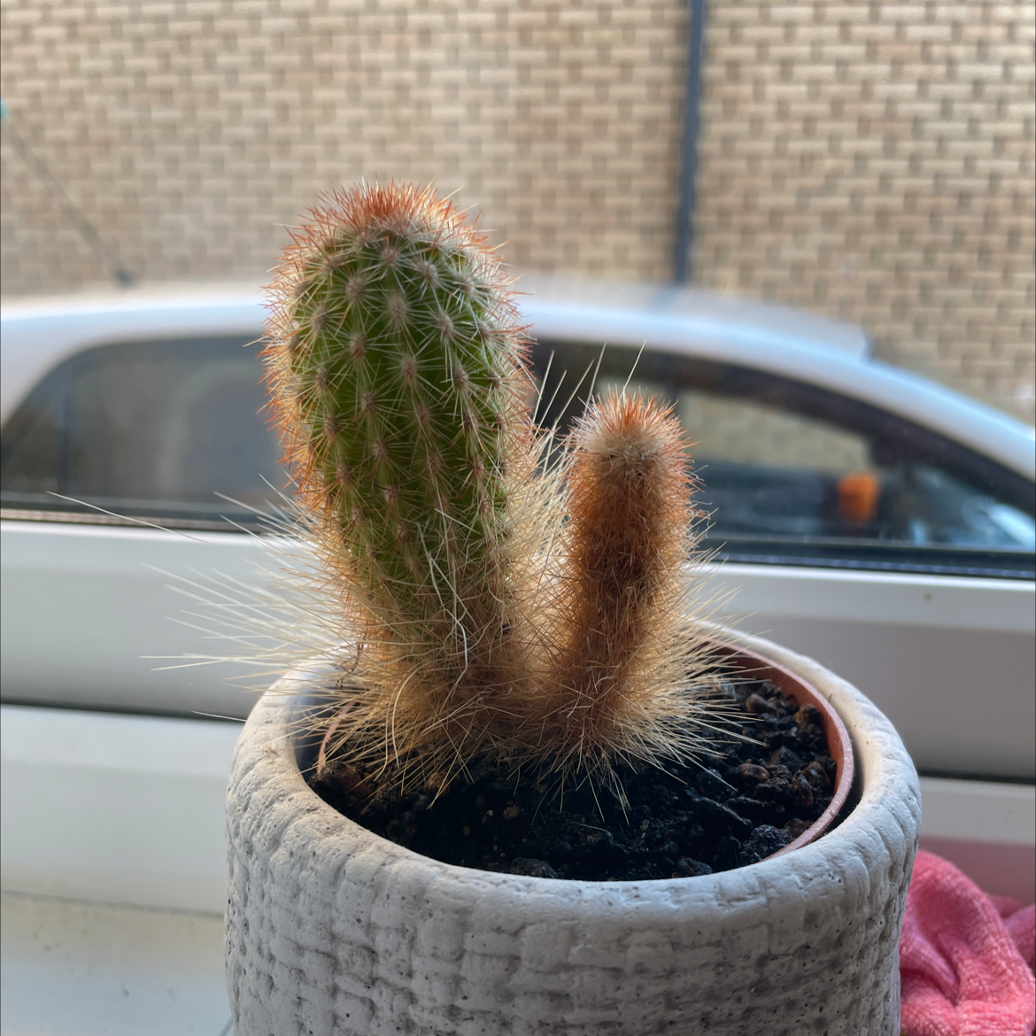 Photo of the plant species Blue Columnar Cactus by @Sjbuzzz named Cactus on Greg, the plant care app