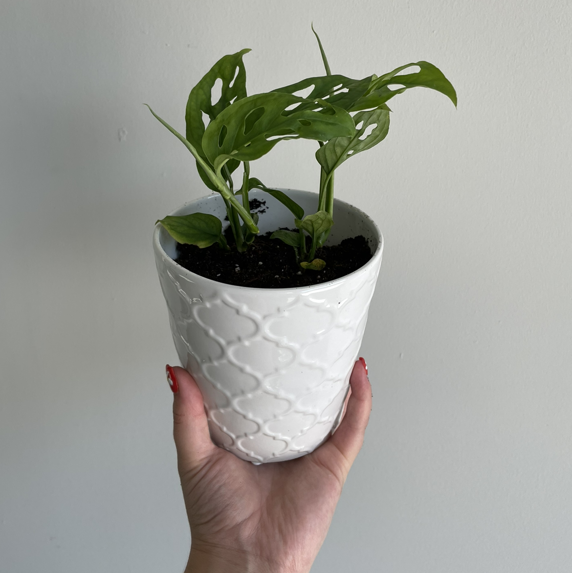 Swiss Cheese Vine plant in a white pot held by a hand, with visible soil.
