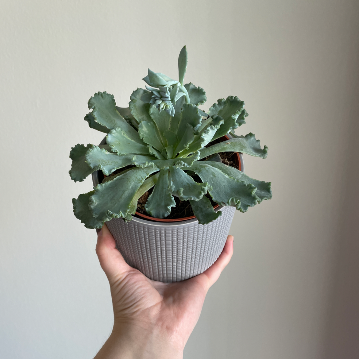 Pillow Feet Crinkle Leaf Plant in a pot, held by a hand.