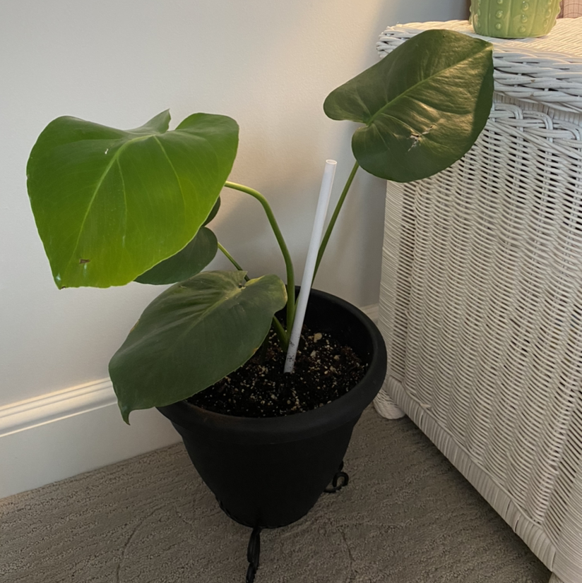 Monstera plant photo by @abbyjjackson named Betty on Greg, the plant care app.