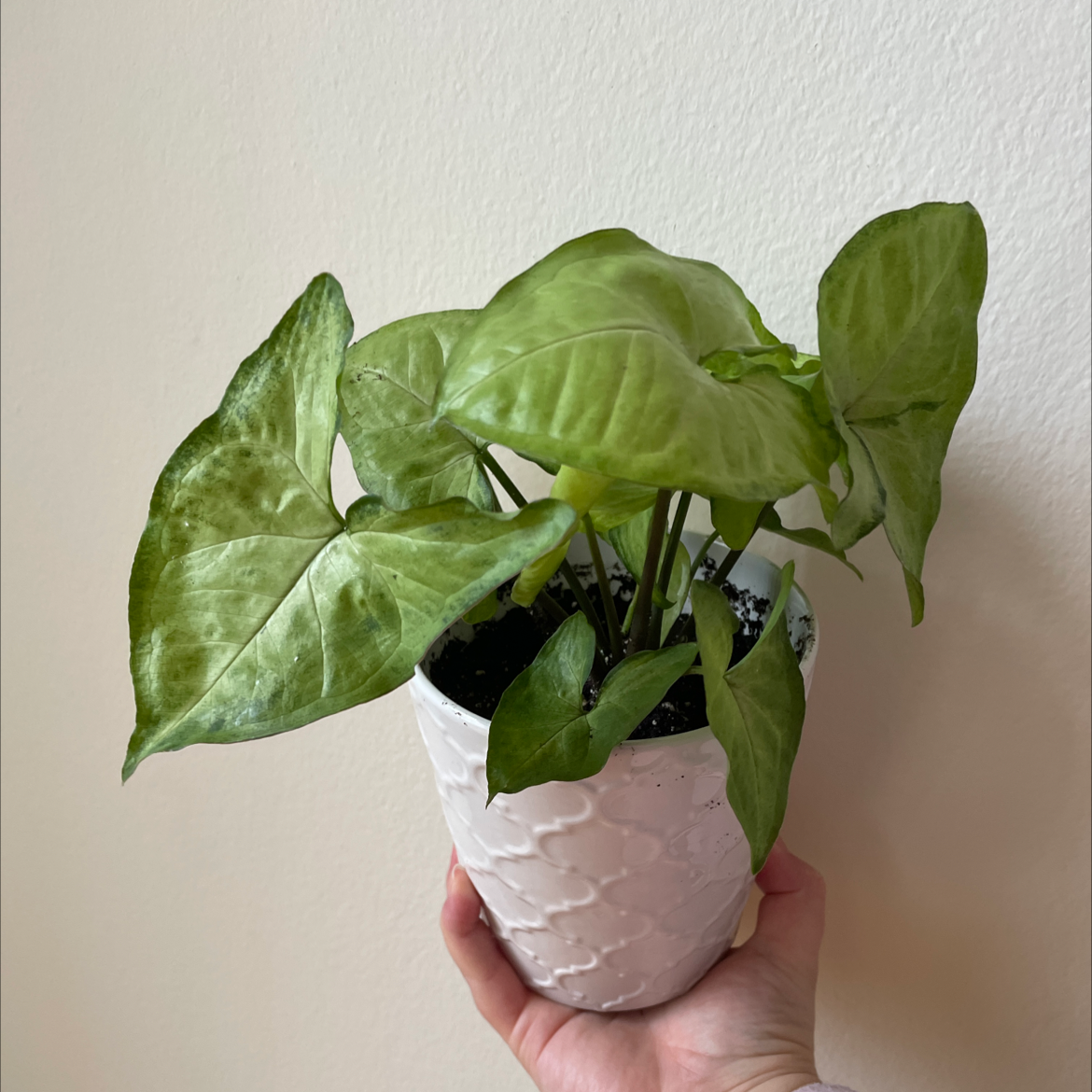 Hand holding a healthy, young arrowhead plant with vibrant green leaves in a small white pot.