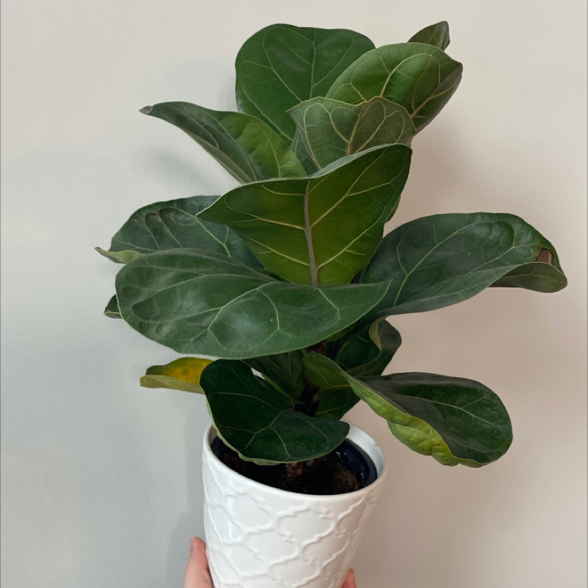 Fiddle Leaf Fig plant in a white pot with slight yellowing on one leaf.