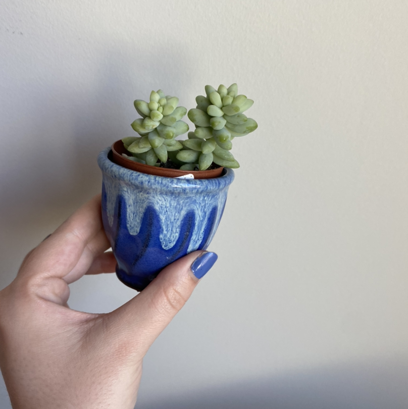 Burro's Tail plant photo by @abbyjjackson named Donnie on Greg, the plant care app.