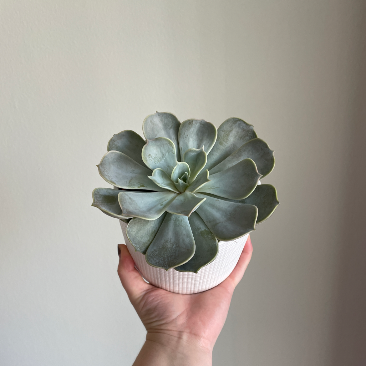 A healthy Pearl Echeveria plant held by a hand in a white pot.
