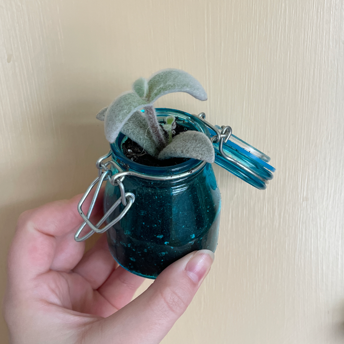 Panda Plant (Kalanchoe tomentosa) in a blue container held by a hand.