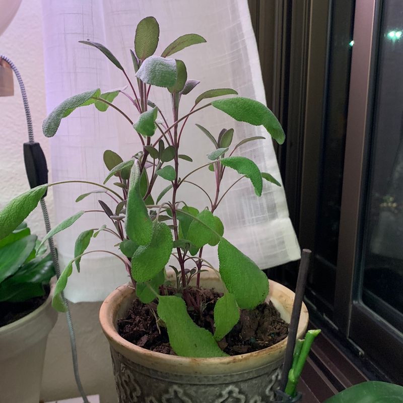 Potted Common Sage plant indoors near a window, healthy green leaves, visible soil.
