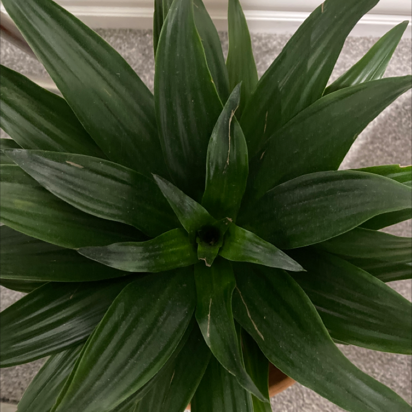 Dracaena 'Janet Craig Compacta' plant with dark green, glossy leaves, appearing healthy.