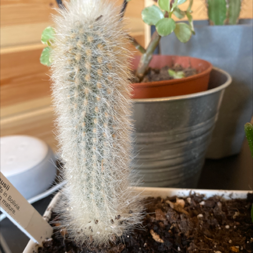 Photo of the plant species Old Man Cactus by Stephen named Your plant on Greg, the plant care app