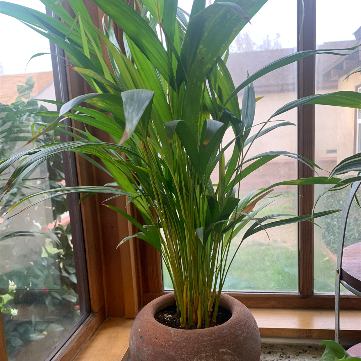 Healthy Kentia Palm with lush green fronds, thriving in a terracotta pot on a windowsill.