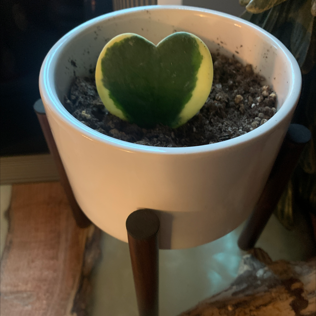 Variegated Heart Leaf Hoya in a white pot with a wooden stand.