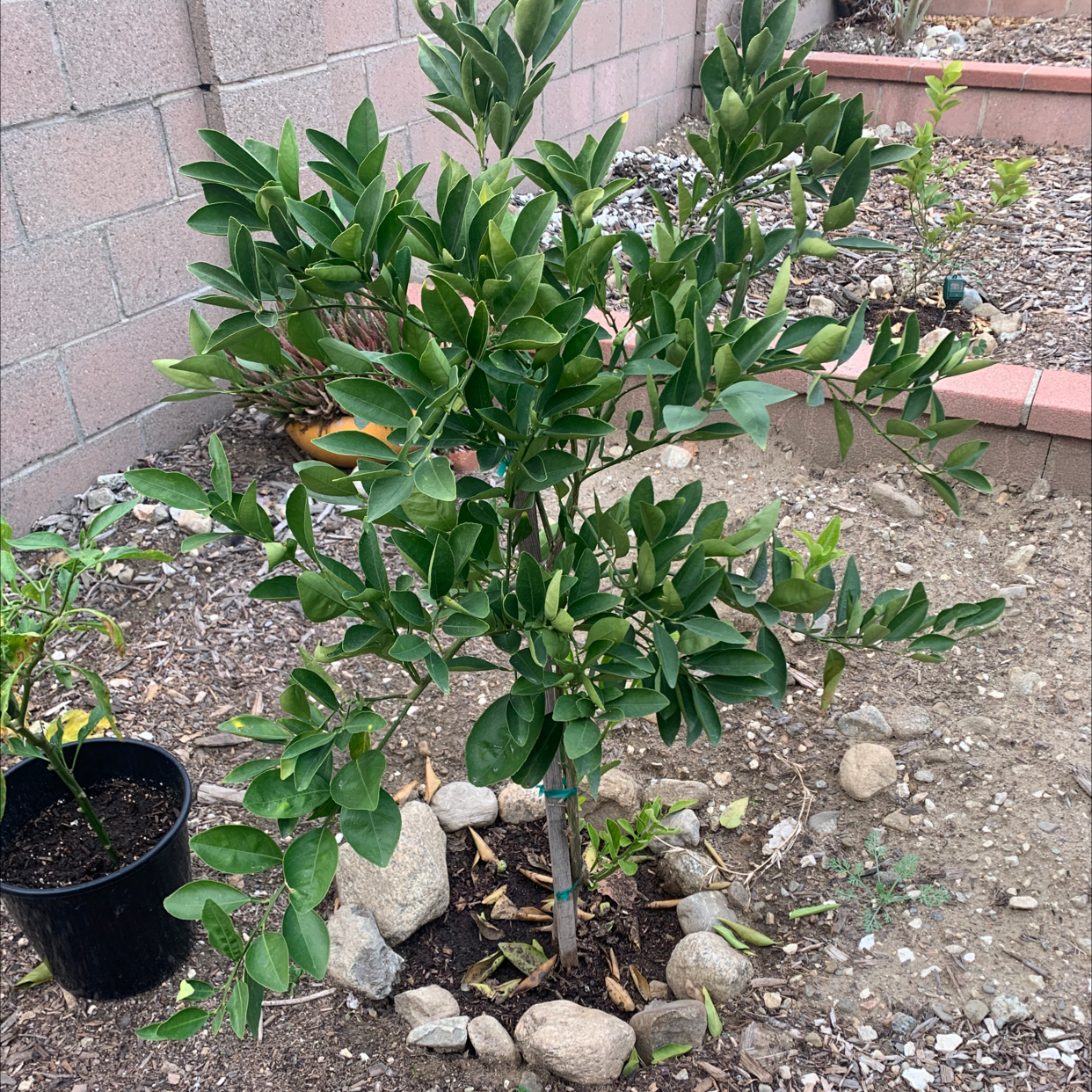 Photo of the plant species Orange Tree by @Theradlifeofjess named Orange on Greg, the plant care app
