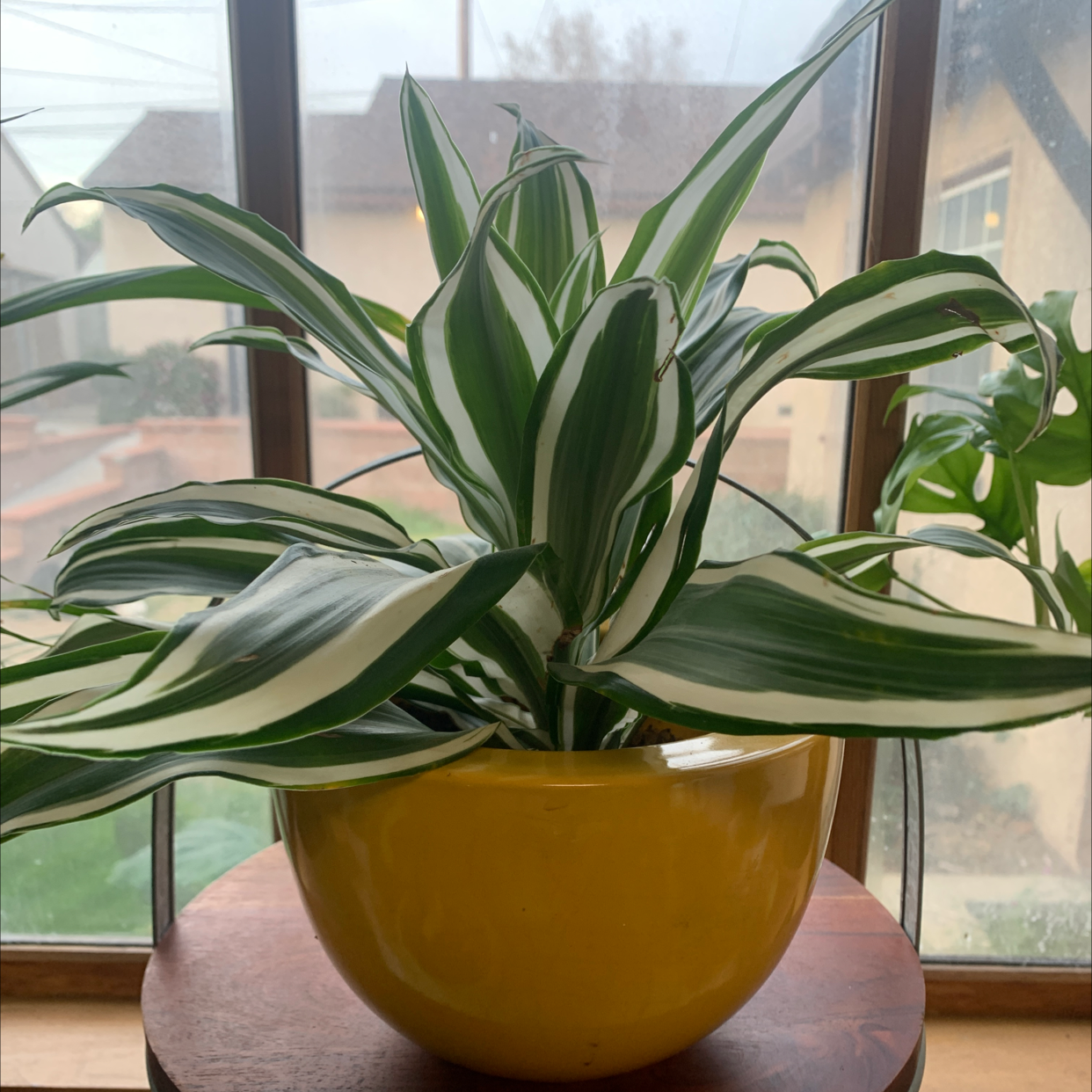 Dracaena 'Warneckii' plant in a yellow pot on a wooden surface by a window.