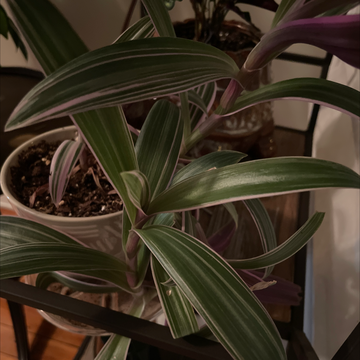 Close-up of a healthy Moses-in-the-Cradle plant with vibrant green and cream striped leaves in a pot with visible soil.