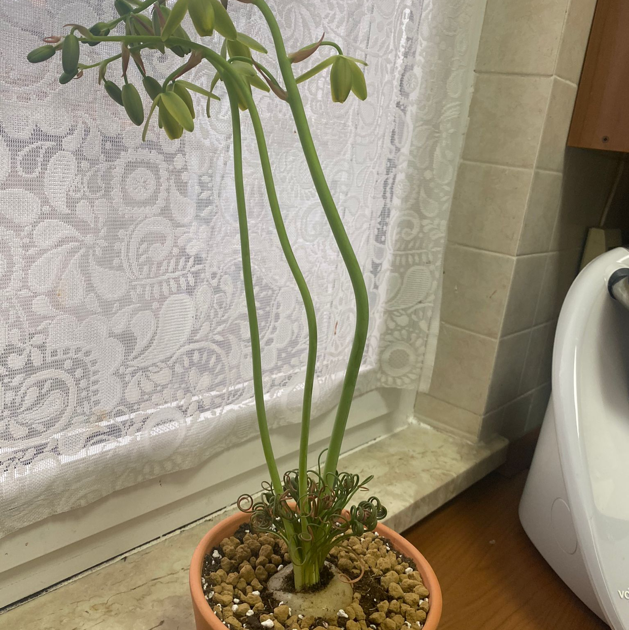 Frizzle Sizzle plant with long stems and curly leaves in a pot on a kitchen counter.