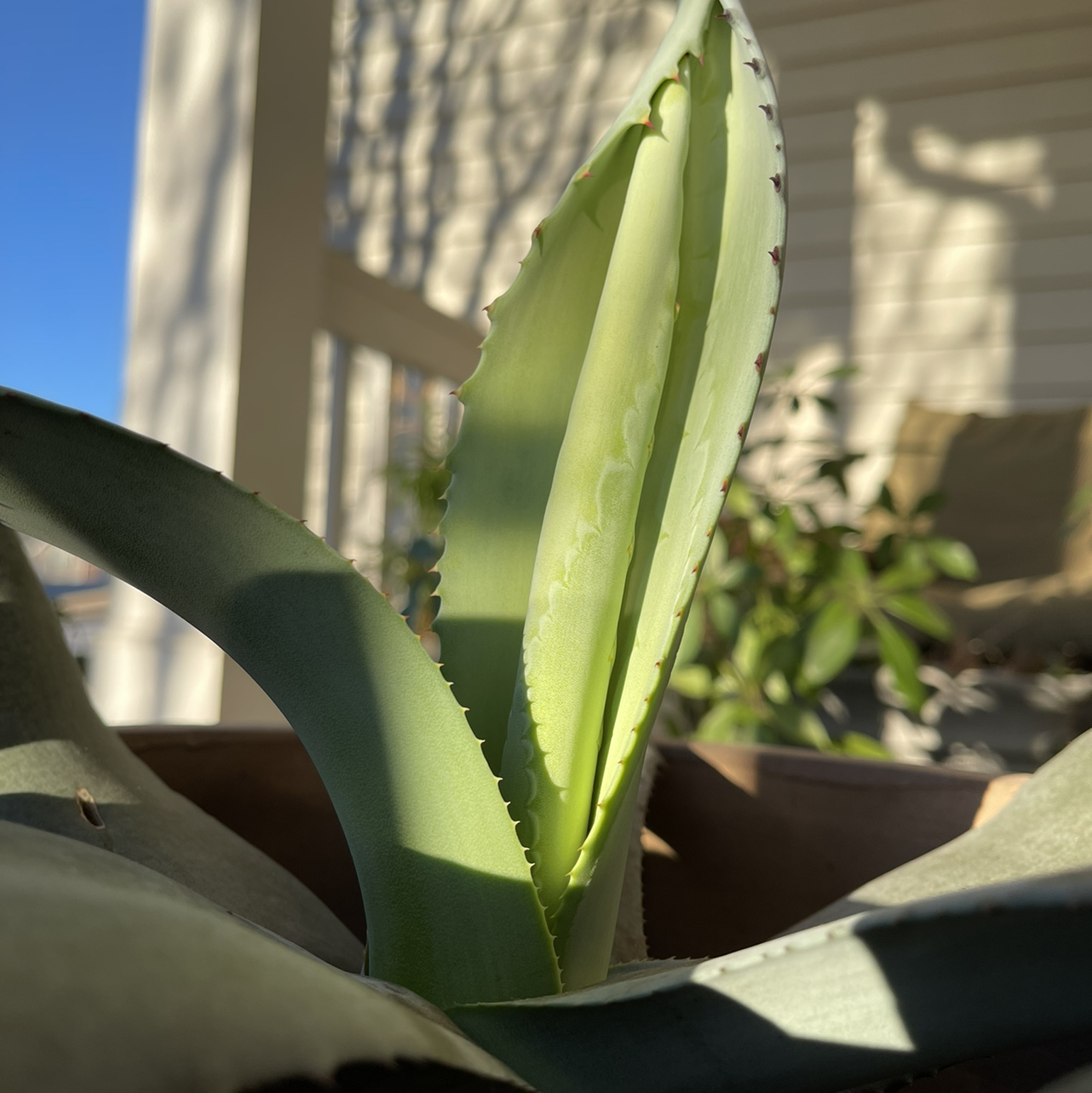 Close-up of a mature, healthy Century Plant with thick blue-green leaves. Some yellowing on leaf tips.
