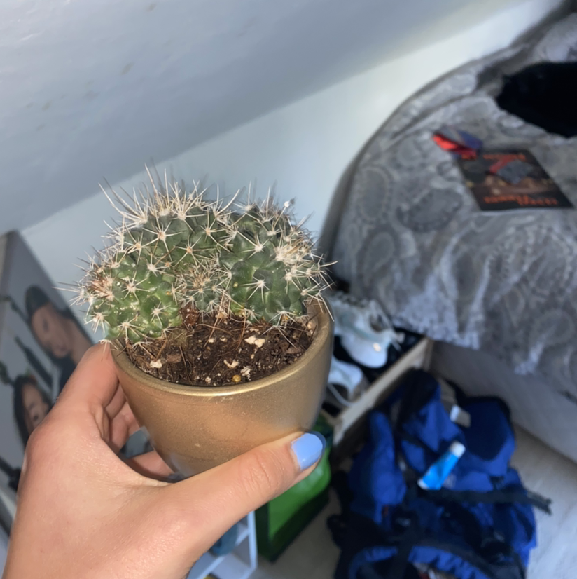 A Scarlet Hedgehog Cactus in a pot, held by a hand, with visible soil.