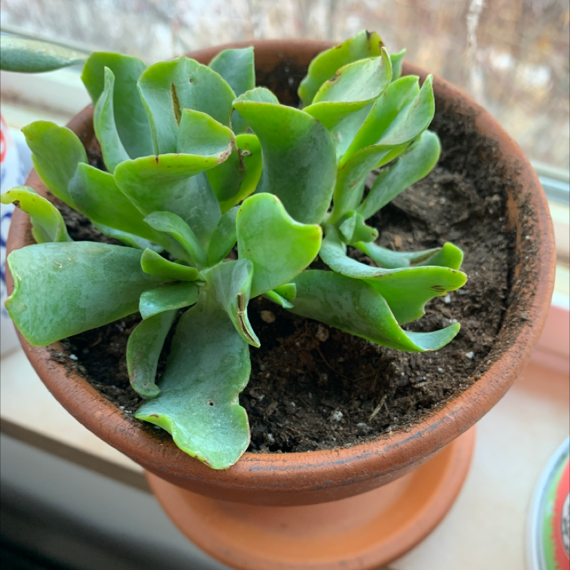Potted Silver Dollar Plant with green leaves and slight browning at the tips.