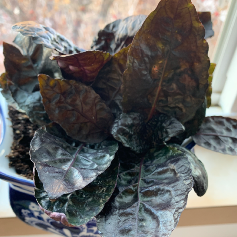 Photo of the plant species Waffle Plant by @Lia_mcq named Seaweed Lookin Ass on Greg, the plant care app