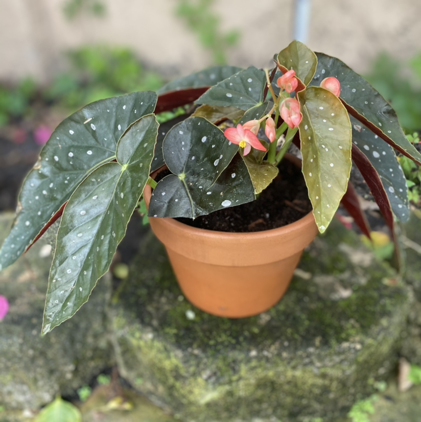 Angel Wing Begonia in a terracotta pot with healthy leaves and visible flowers.