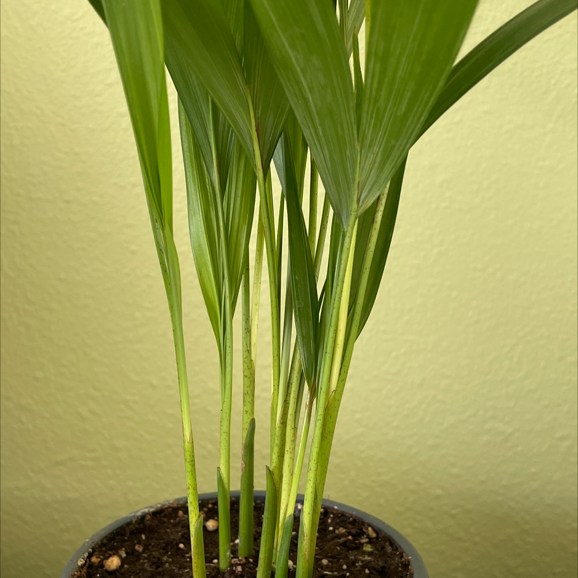 Closeup of a healthy Areca Palm plant with long green fronds in a pot, showing slight leaf tip yellowing.
