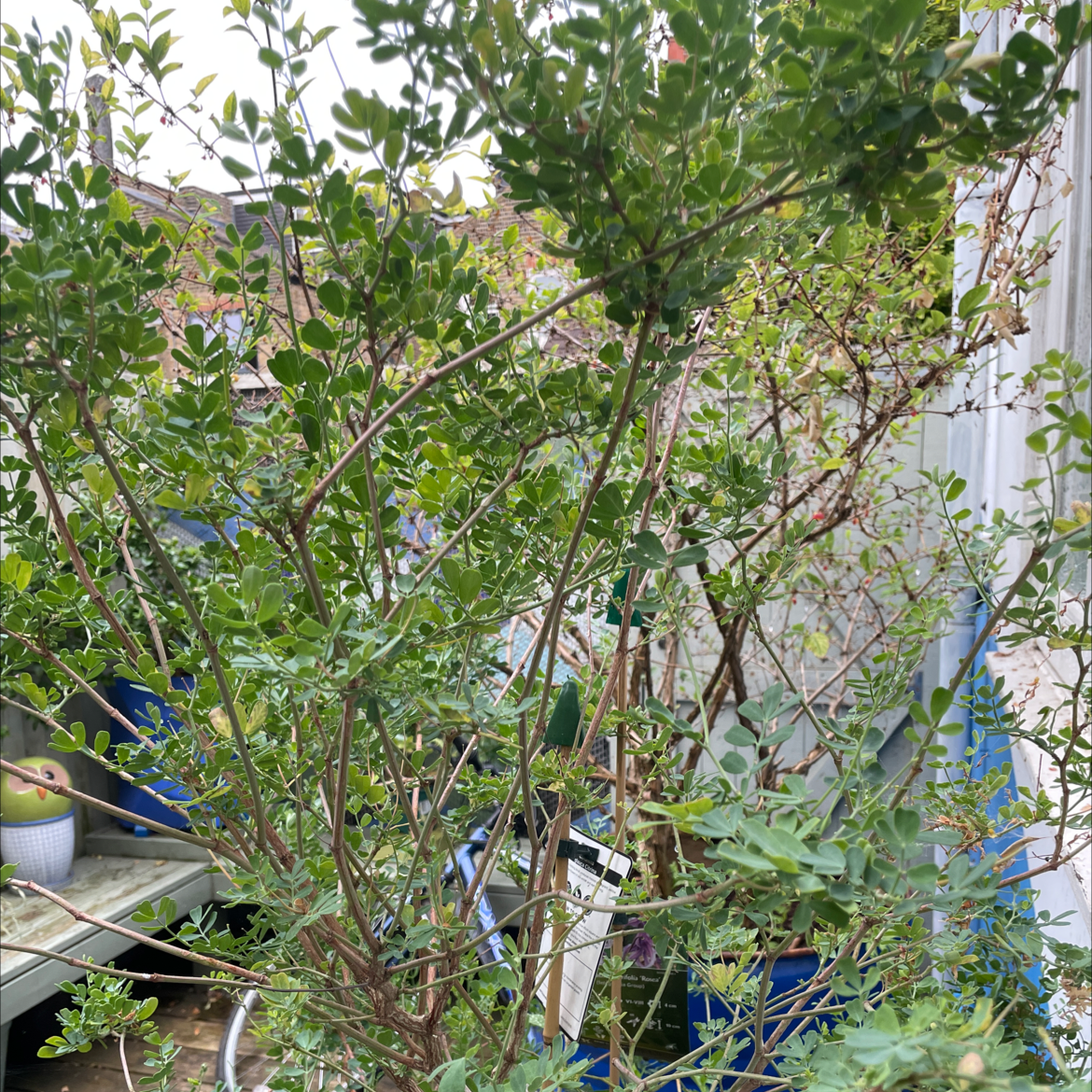 Photo of the plant species Bladder Senna by Roderick named Clematis on Greg, the plant care app