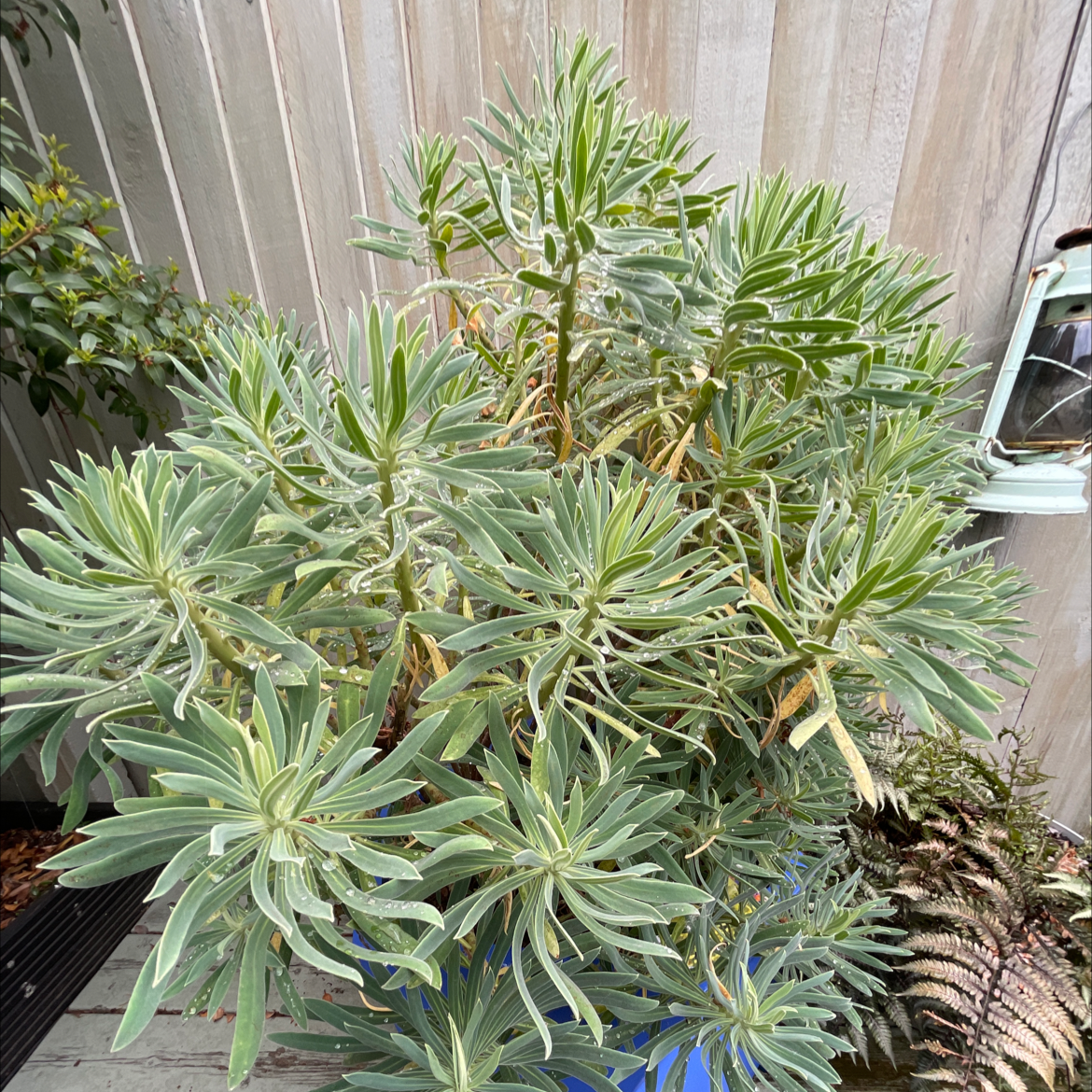 Albanian Spurge plant with elongated leaves, some yellowing and browning visible.