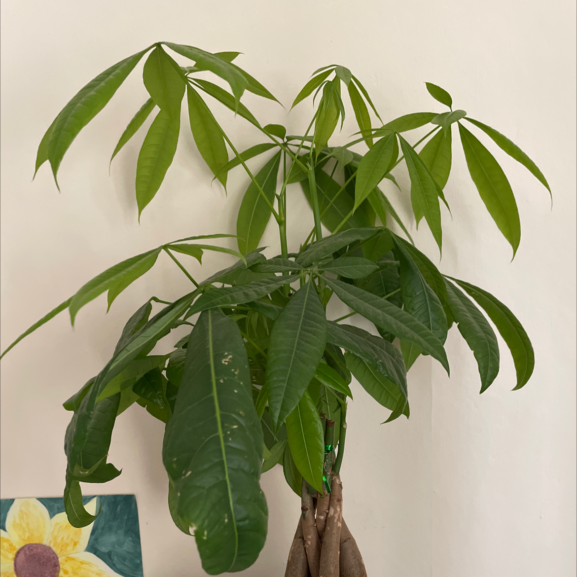 Money Tree plant photo by Lauren named Bennie on Greg, the plant care app.