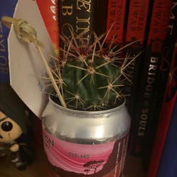 Devil's Pincushion plant
