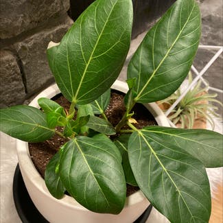 Audrey Ficus plant in Somewhere on Earth
