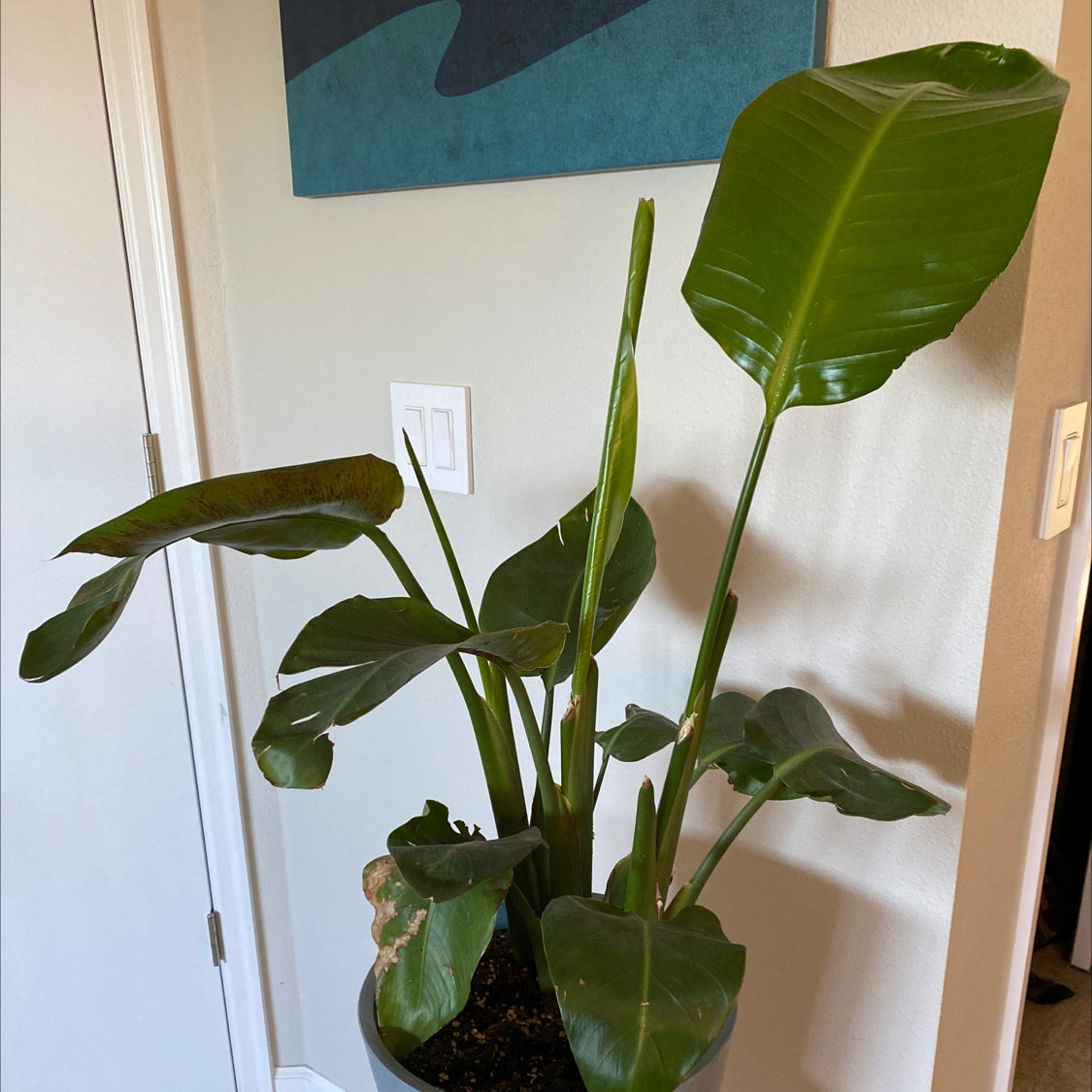 Photo of the plant species Bird of Paradise by @Idigplants named Apollo on Greg, the plant care app